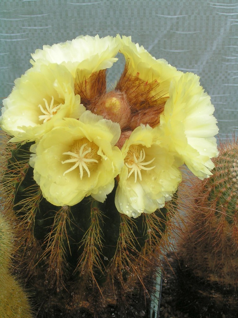 Eriocactus claviceps